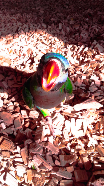 Papugarnia papugi oborniki papugarniaendriu zoo zwierzeta w dolnośląskim angellovesdreams